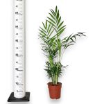 Palma Chamedora wytworna (Chamaedorea elegans) 60cm