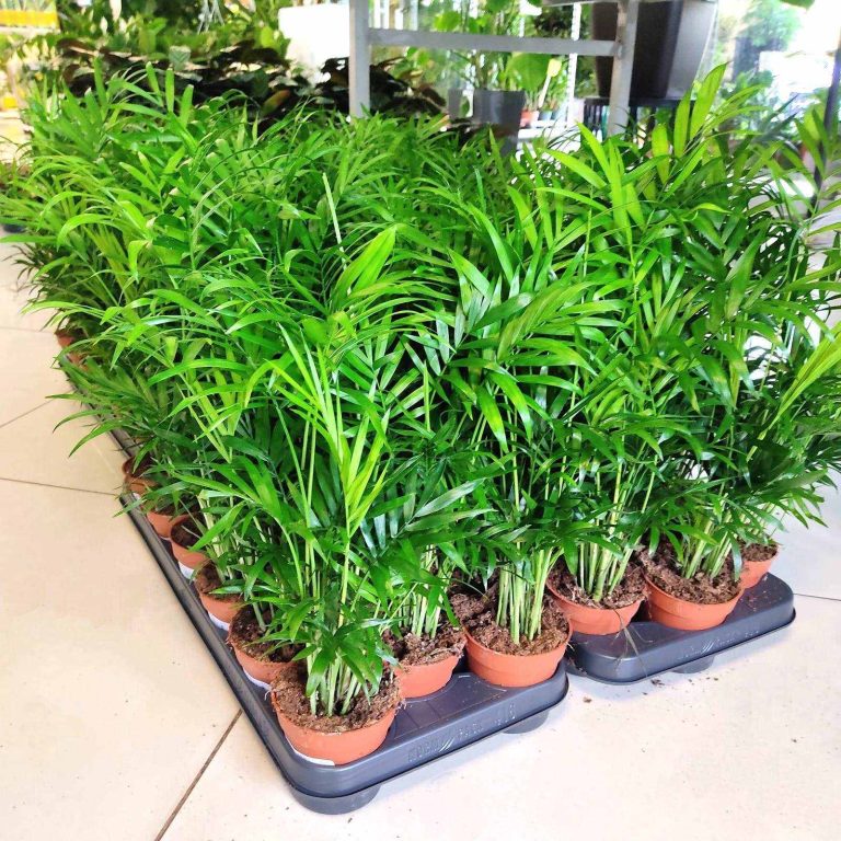 Palma Chamedora wytworna (Chamaedorea elegans) 30cm