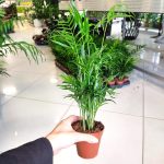 Palma Chamedora wytworna (Chamaedorea elegans) 30cm