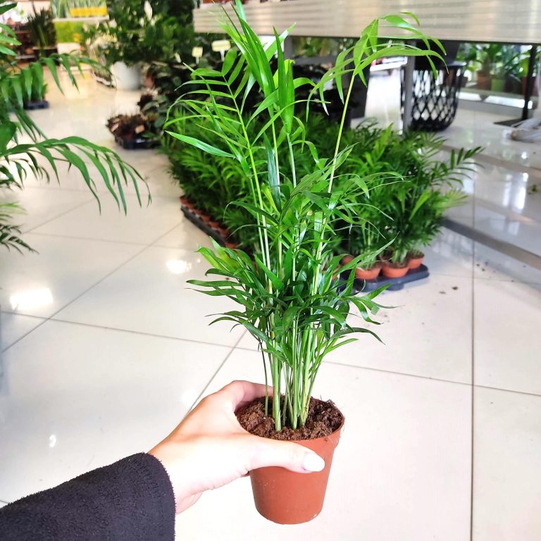 Palma Chamedora wytworna (Chamaedorea elegans) 30cm