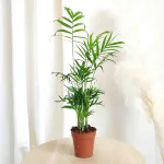 Palma Chamedora wytworna (Chamaedorea elegans) 30cm