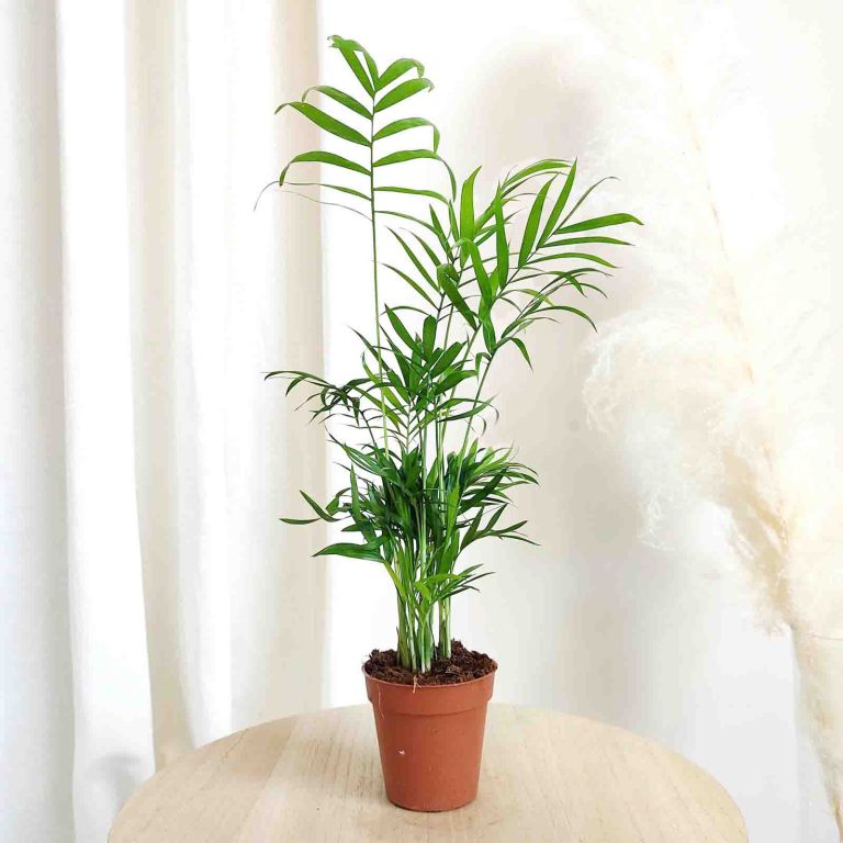 Palma Chamedora wytworna (Chamaedorea elegans) 30cm