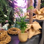 Palma Chamedora wytworna (Chamaedorea elegans) 30cm