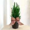 Cyprysik ( Cupressus Lawsona 'Ellwoodii’) mini choinka 30cm