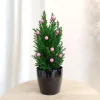 Cyprysik ( Cupressus Lawsona 'Ellwoodii’) mini choinka 30cm