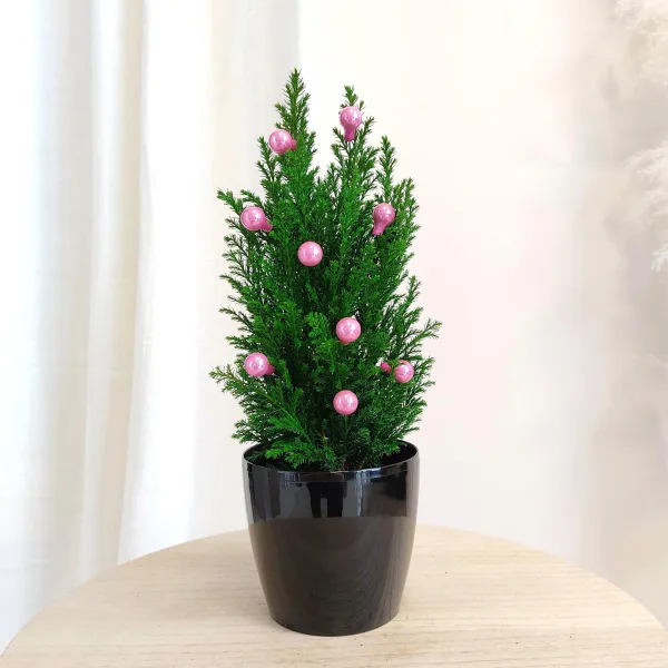 Cyprysik ( Cupressus Lawsona 'Ellwoodii') mini choinka 30cm