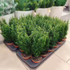 Cyprysik (Cupressus Lawsona ‘Ellwoodii Snow White’) mini choinka 25-30cm