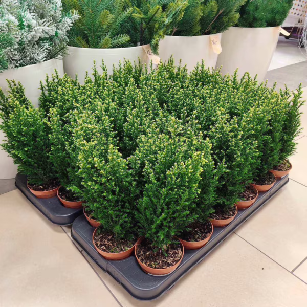 Cyprysik (Cupressus Lawsona 'Ellwoodii Snow White') mini choinka 25-30cm