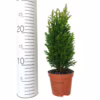 Cyprysik (Cupressus Lawsona ‘Ellwoodii Snow White’) mini choinka 25-30cm