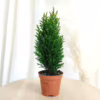 Cyprysik (Cupressus Lawsona ‘Ellwoodii Snow White’) mini choinka 25-30cm