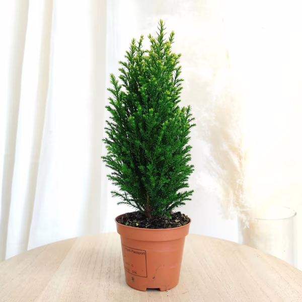 Cyprysik (Cupressus Lawsona 'Ellwoodii Snow White') mini choinka 25-30cm