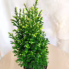 Cyprysik (Cupressus Lawsona ‘Ellwoodii Snow White’) mini choinka 25-30cm