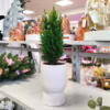 Cyprysik (Cupressus Lawsona ‘Ellwoodii Snow White’) mini choinka 25-30cm