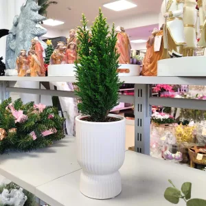 Cyprysik (Cupressus Lawsona 'Ellwoodii Snow White') mini choinka 28cm