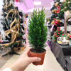 Cyprysik (Cupressus Lawsona ‘Ellwoodii Snow White’) mini choinka 25-30cm
