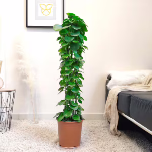 Cissus okrągłolistny (Cissus Rotundifolia) 115cm