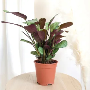 Ctenanthe (Ctenanthe burle-marxii 'Amagris') 40cm