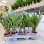 Cykas, sagowiec odwinięty (Cycas revoluta) 50cm