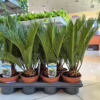 Cykas, sagowiec odwinięty (Cycas revoluta) 45-50cm