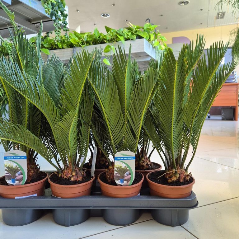 Cykas, sagowiec odwinięty (Cycas revoluta) 50cm
