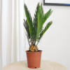 Cykas, sagowiec odwinięty (Cycas revoluta) 45-50cm
