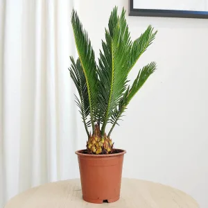 Cykas, sagowiec odwinięty (Cycas revoluta) 50cm