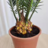 Cykas, sagowiec odwinięty (Cycas revoluta) 45-50cm