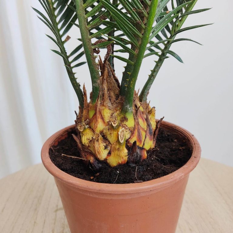 Cykas, sagowiec odwinięty (Cycas revoluta) 50cm