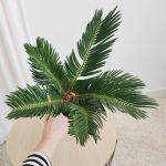 Cykas, sagowiec odwinięty (Cycas revoluta) 50cm