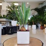 Cykas, sagowiec odwinięty (Cycas revoluta) 50cm