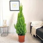 Cyprysik (Cupressus 'Goldcrest Wilma') drzewko świąteczne 120cm