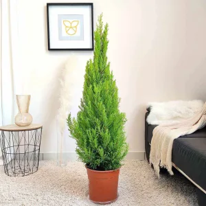 Cyprysik (Cupressus 'Goldcrest Wilma') drzewko świąteczne 120cm