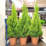 Cyprysik (Cupressus 'Goldcrest Wilma') drzewko świąteczne 120cm