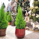 Cyprysik (Cupressus 'Goldcrest Wilma') 60cm