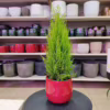 Cyprysik (Cupressus ‘Goldcrest Wilma’) mini choinka 65-70cm