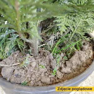 Cyprysik (Cupressus 'Goldcrest Wilma') mini choinka 65cm