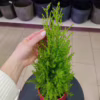 Cyprysik (Cupressus ‘Goldcrest Wilma’) mini choinka 65-70cm