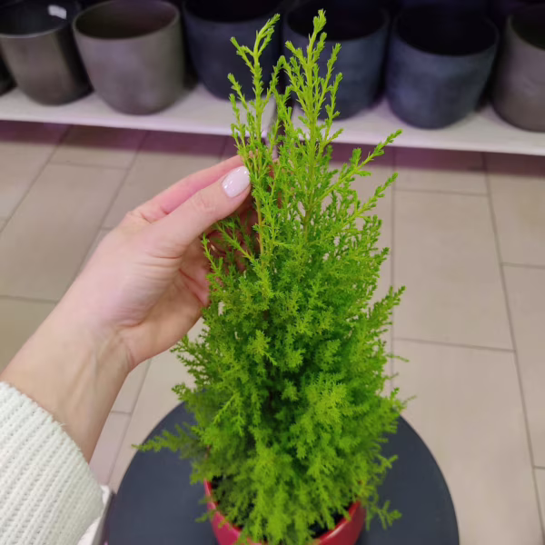 Cyprysik (Cupressus 'Goldcrest Wilma') mini choinka 65-70cm