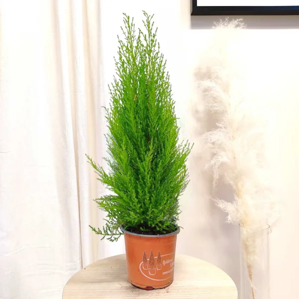 Cyprysik (Cupressus 'Goldcrest Wilma') mini choinka 65cm