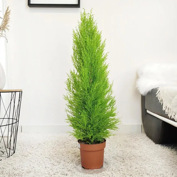 Cyprysik (Cupressus 'Goldcrest Wilma') mini choinka 65cm