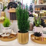 Cyprysik ( Cupressus Lawsona 'Ellwoodii') mini choinka 30cm