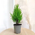 Cyprysik (Cupressus 'Goldcrest Wilma') mini choinka 30cm