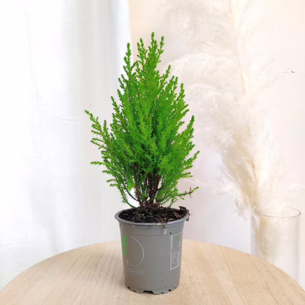 Cyprysik (Cupressus 'Goldcrest Wilma') mini choinka 30-35cm