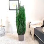 Cyprysik (Cupressus Lawsona  'Ellwoodii') 120cm