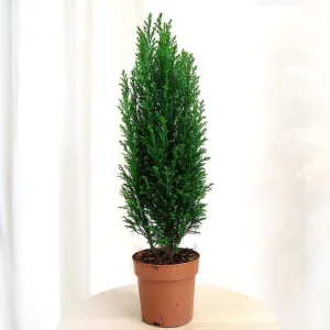 Cyprysik (Cupressus Lawsona 'Ellwoodii') 50cm