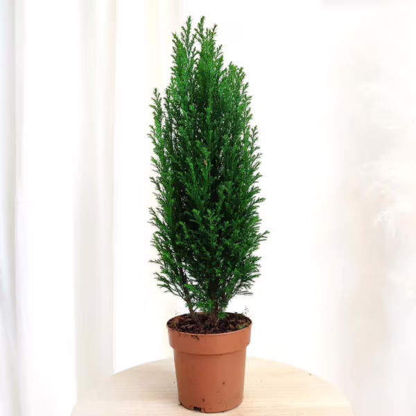 Cyprysik (Cupressus Lawsona 'Ellwoodii') 50cm