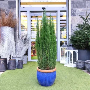Cyprysik (Cupressus Lawsona  'Ellwoodii') 120cm