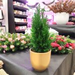 Cyprysik (Cupressus Lawsona 'Ellwoodii') mini choinka 30cm