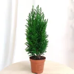 Cyprysik (Cupressus Lawsona 'Ellwoodii') mini choinka 30cm