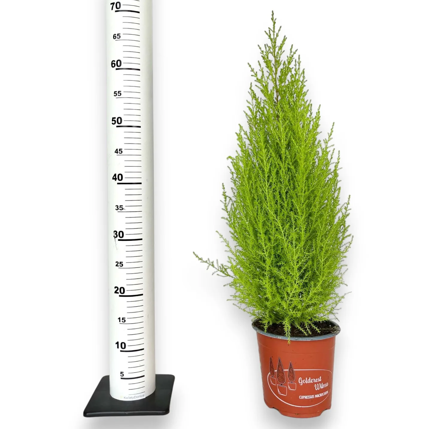 Cyprysik (Cupressus 'Goldcrest Wilma') mini choinka 55cm